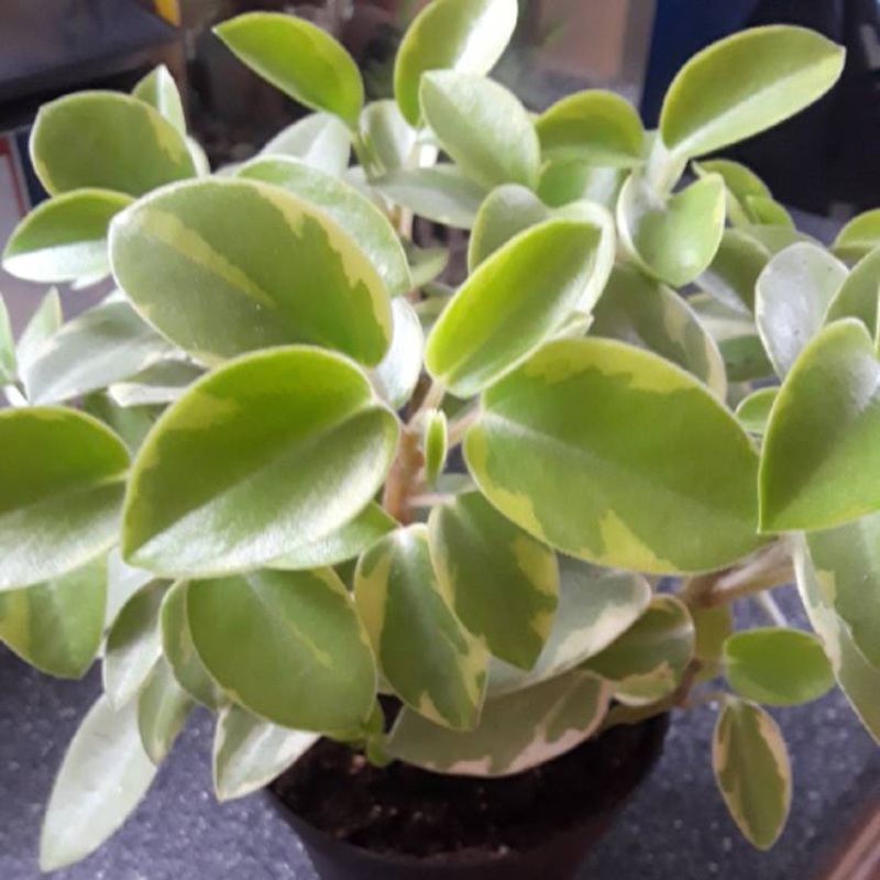 Peperomia ‘Orba Variegata’ –Variegated Teardrop Peperomia–