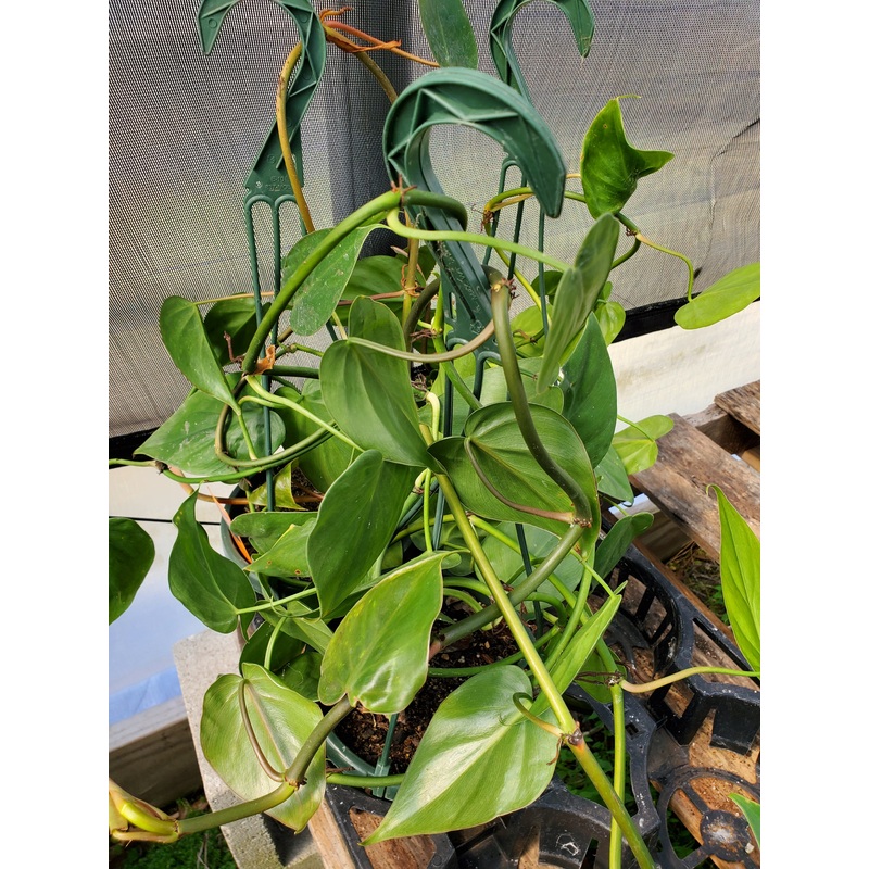 Philodendron hederaceum ‘Oxycardium’ –Green Heart Leaf Philodendron–