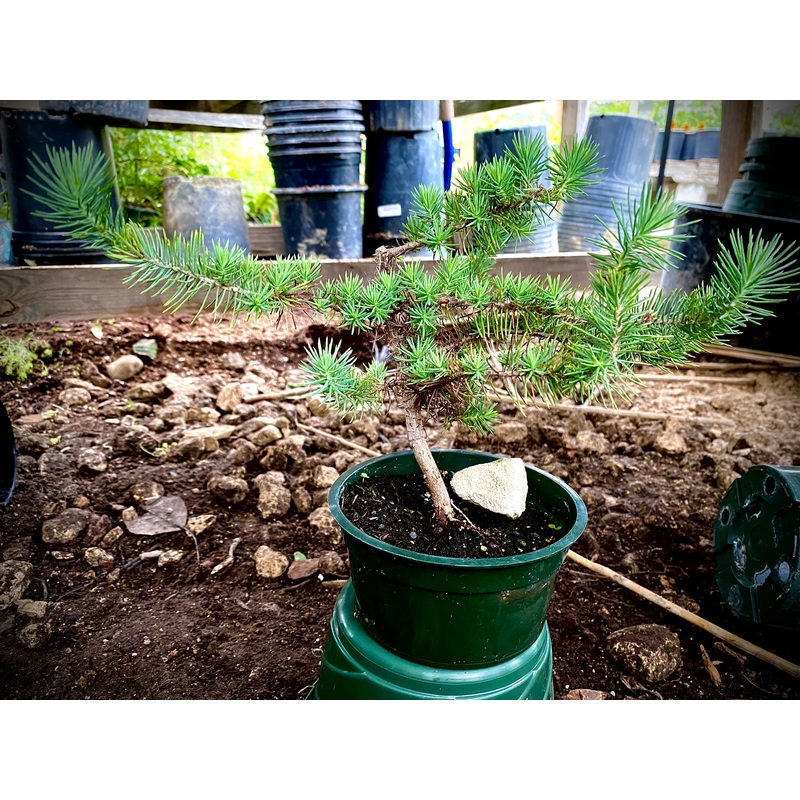 Pinus pinea –Bonsai Pine Nut–
