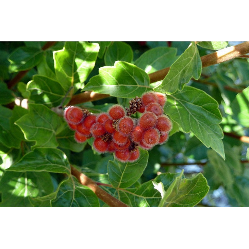 Rhus aromatica –Fragrant Sumac–