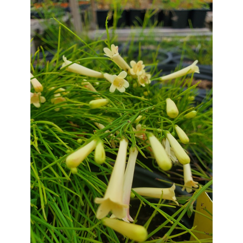 Russelia equisetiformis ‘Aureus’ –Yellow Firecracker Fern–