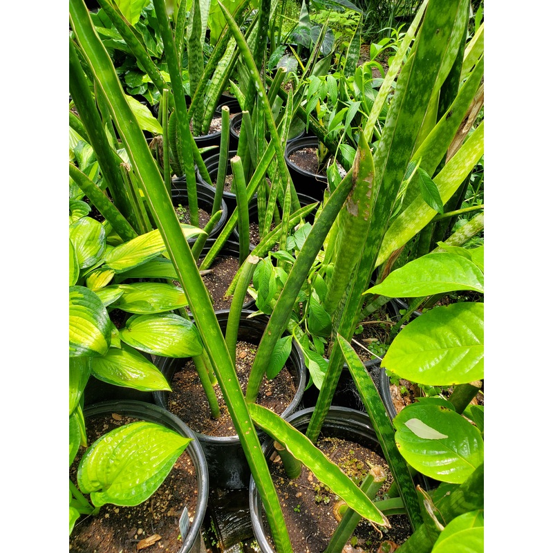 Sansevieria cylindrica –African Spear Snake Plant–