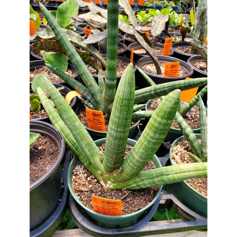 Sansevieria cylindrica ‘Boncel’ –Starfish Snake Plant–