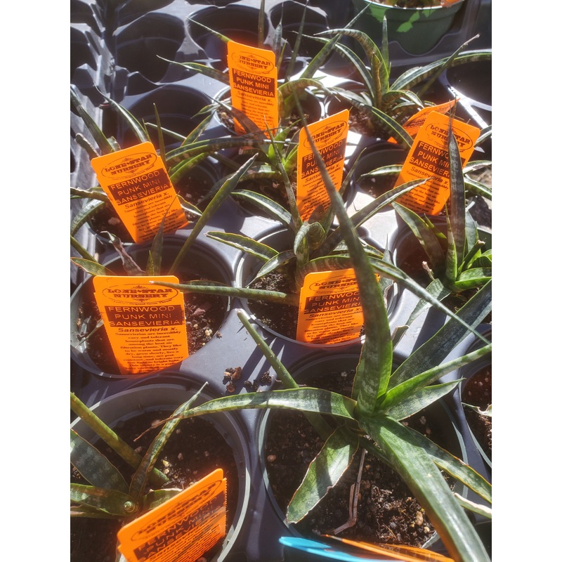 Sansevieria –Miniature Fernwood Punk Snake Plant–