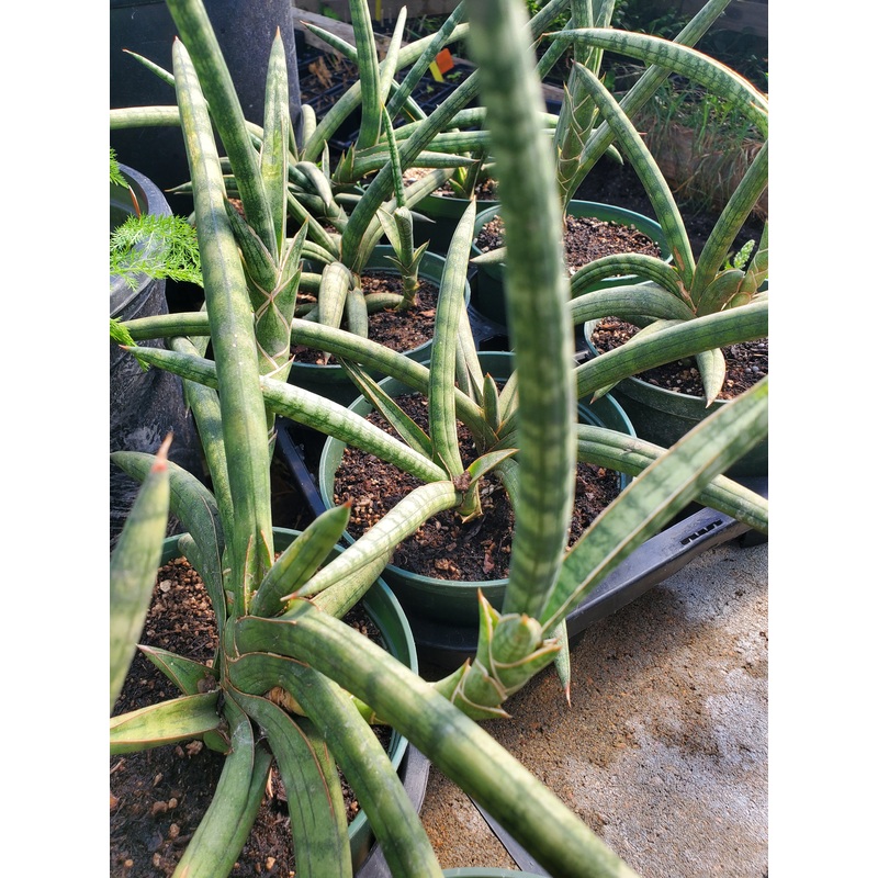 Sansevieria suffruticosa –Frosty Spears Snake Plant–