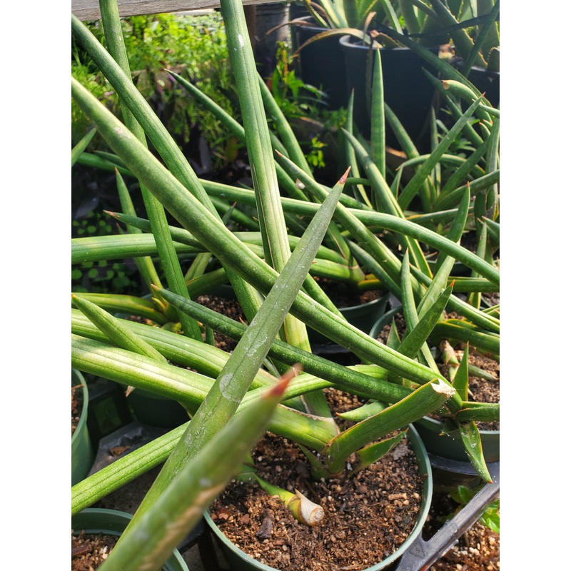 Sansevieria suffruticosa –Green Spears Snake Plant–