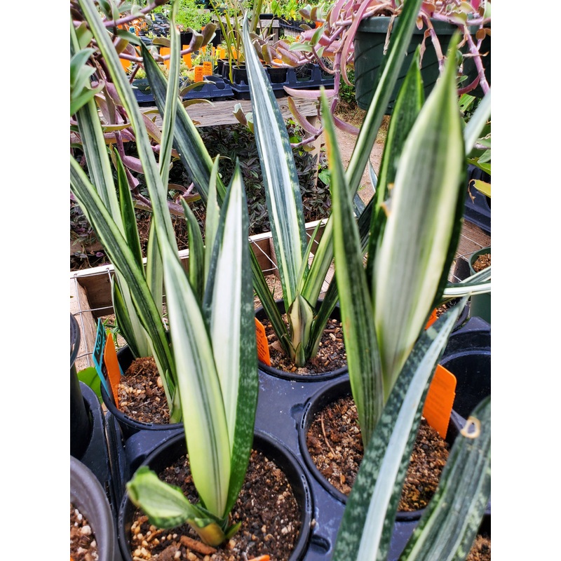Sansevieria trifasciata –Bantel’s Sensation Snake Plant–