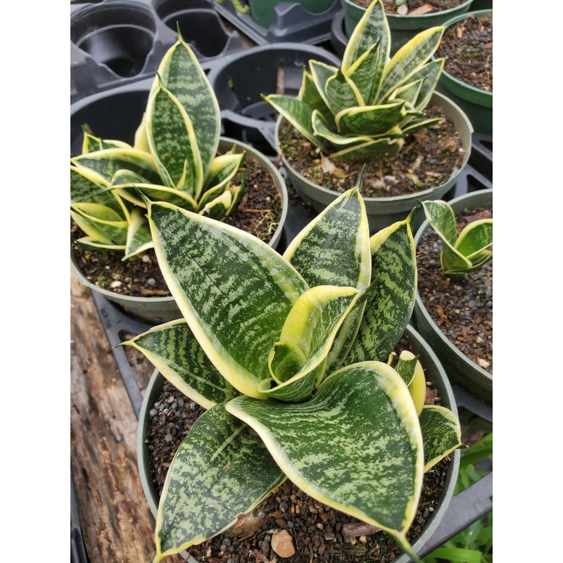 Sansevieria trifasciata –Pagoda Yellow Variegated Snake Plant–