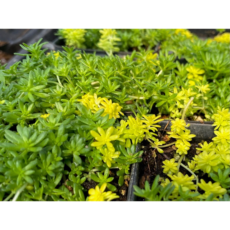 Sedum –Fine Leaf Green ‘n Gold Mix Stonecrop–