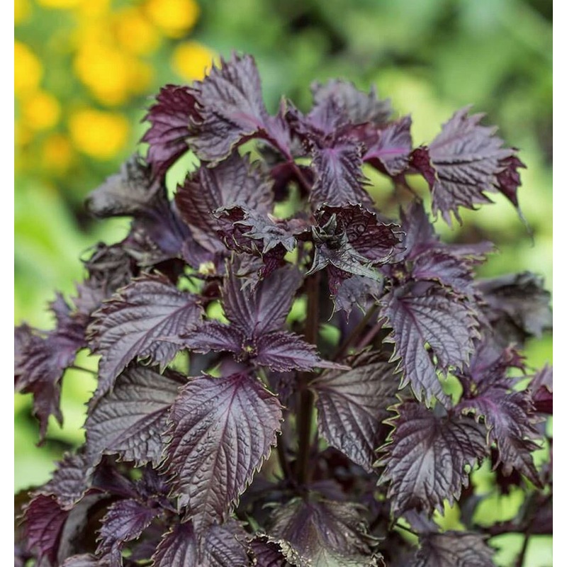 SHISO ‘Red’ –Perilla frutescens–