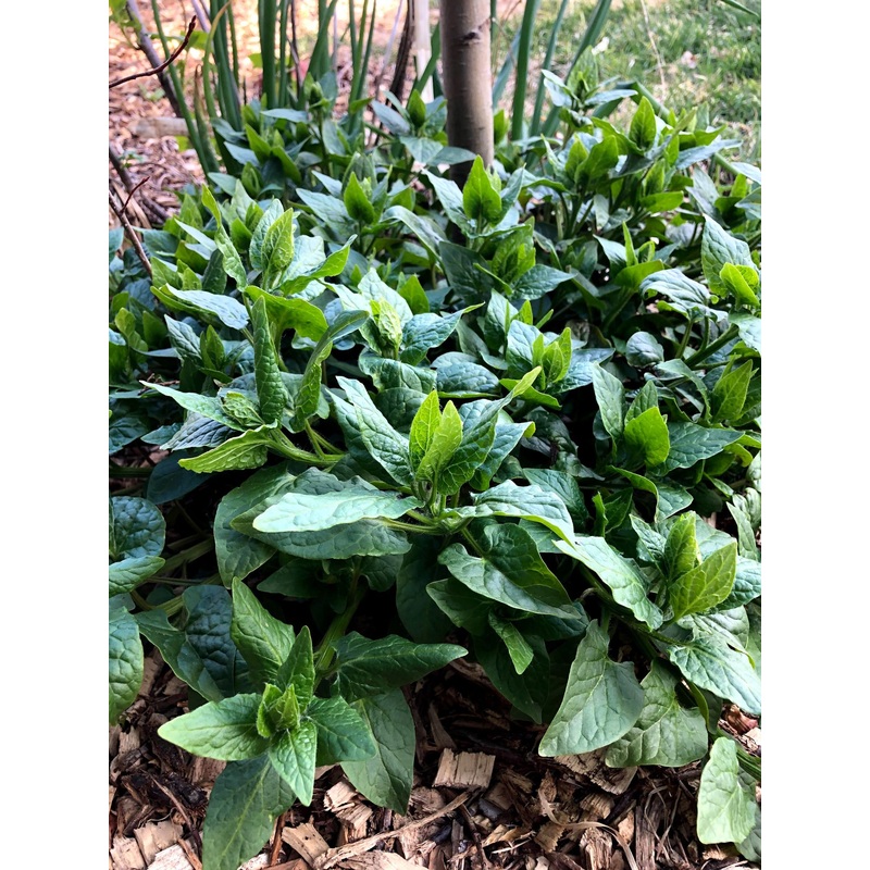 SPINACH ‘Caucasian Mountain’ –Hablitzia tamnoides–