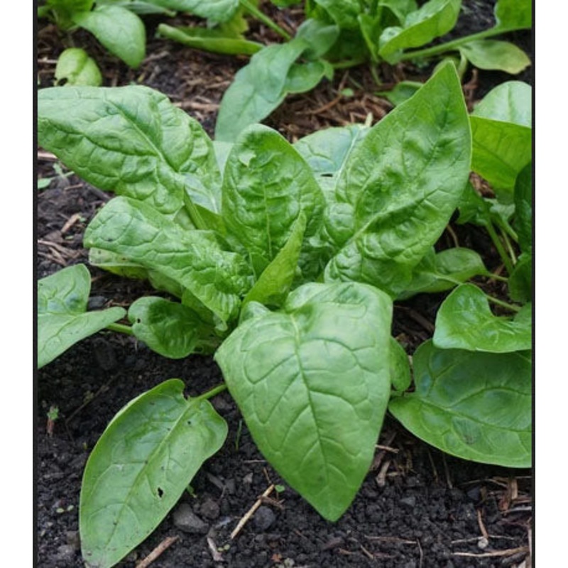 SPINACH ‘First Harvest’|4″ square pot