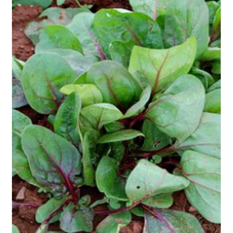 SPINACH ‘Red Tabby’|4″ square pot