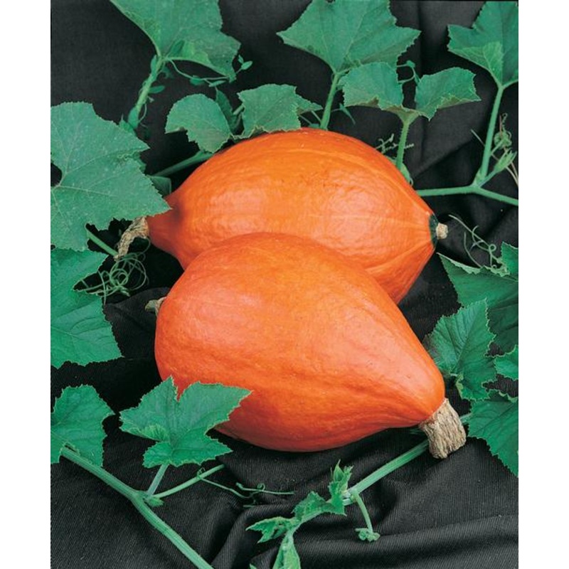 SQUASH ‘Golden Delicious’|4″ square pot