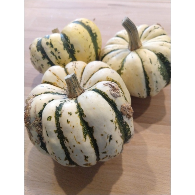 SQUASH ‘Sweet Dumpling’|4″ square pot