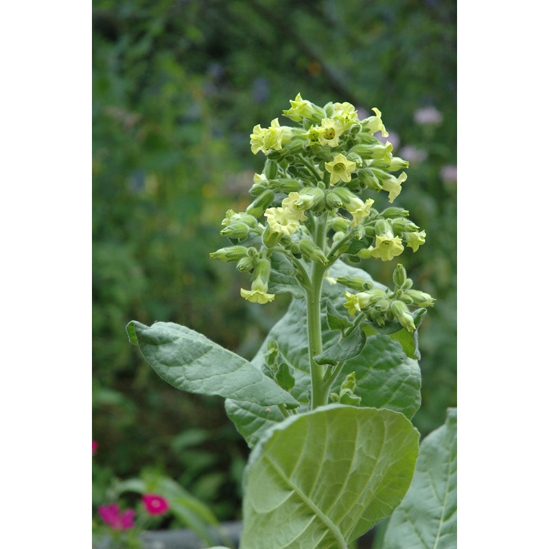 TOBACCO ‘Rapa Nui’ –Nicotiana rustica–