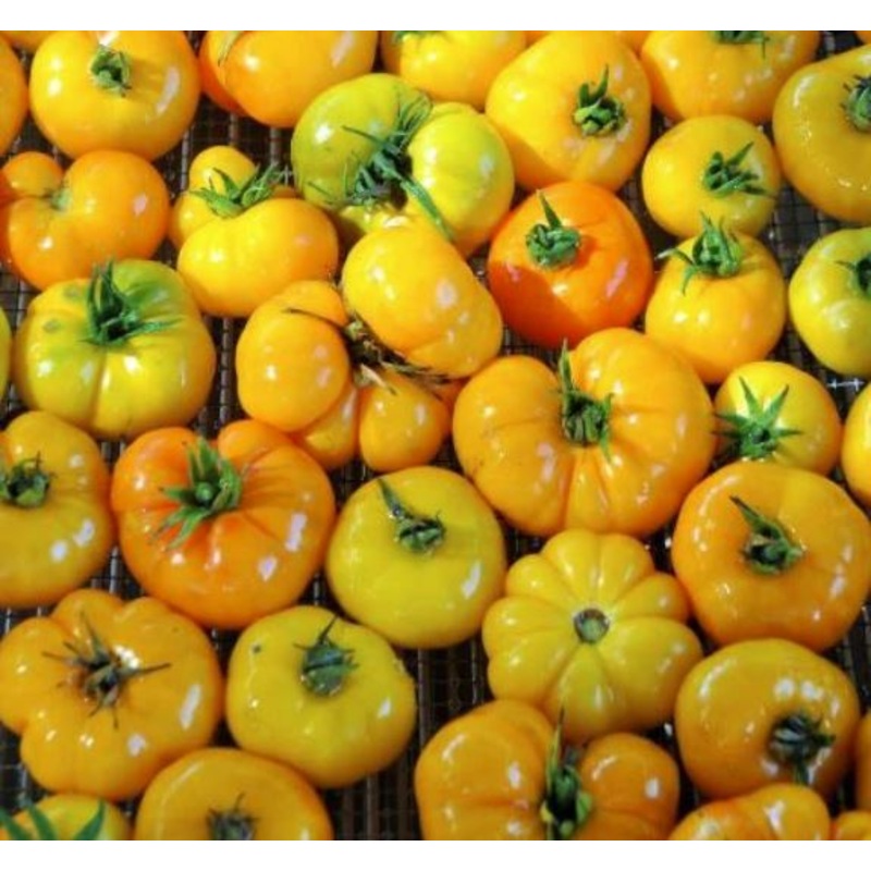 TOMATO ‘Afghan’|4″ square pot