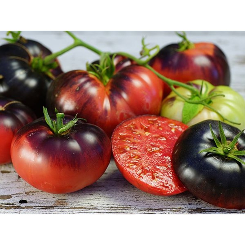 TOMATO ‘Blue Beauty’|4″ square pot