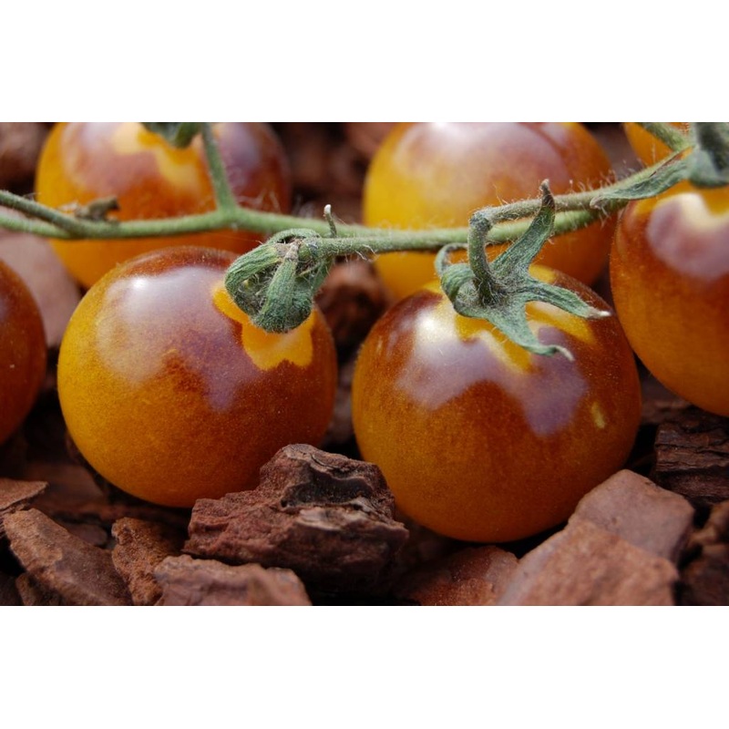 TOMATO ‘Blue Gold’|4″ square pot