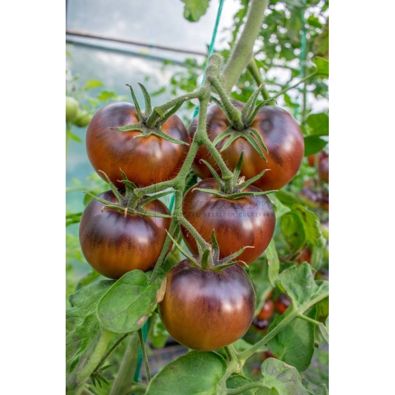 TOMATO ‘Chestnut Chocolate’|4″ square pot