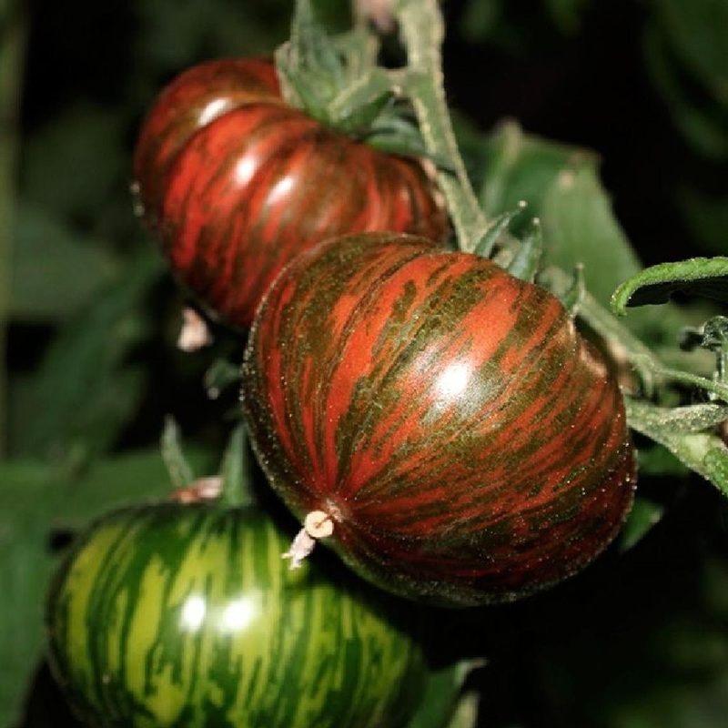 TOMATO ‘Chocolate Stripes’|4″ square pot