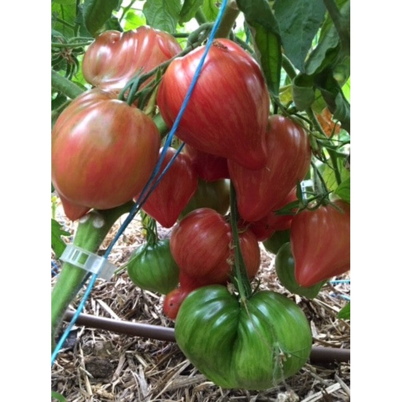 TOMATO ‘Crushed Heart’|4″ square pot