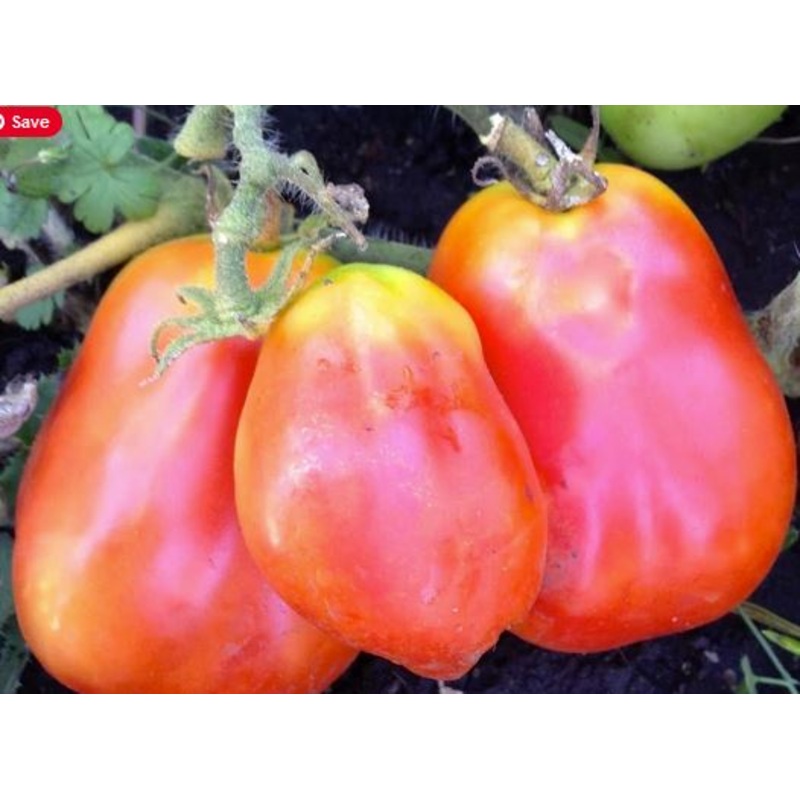 TOMATO ‘Italian Paste WWII’|4″ square pot