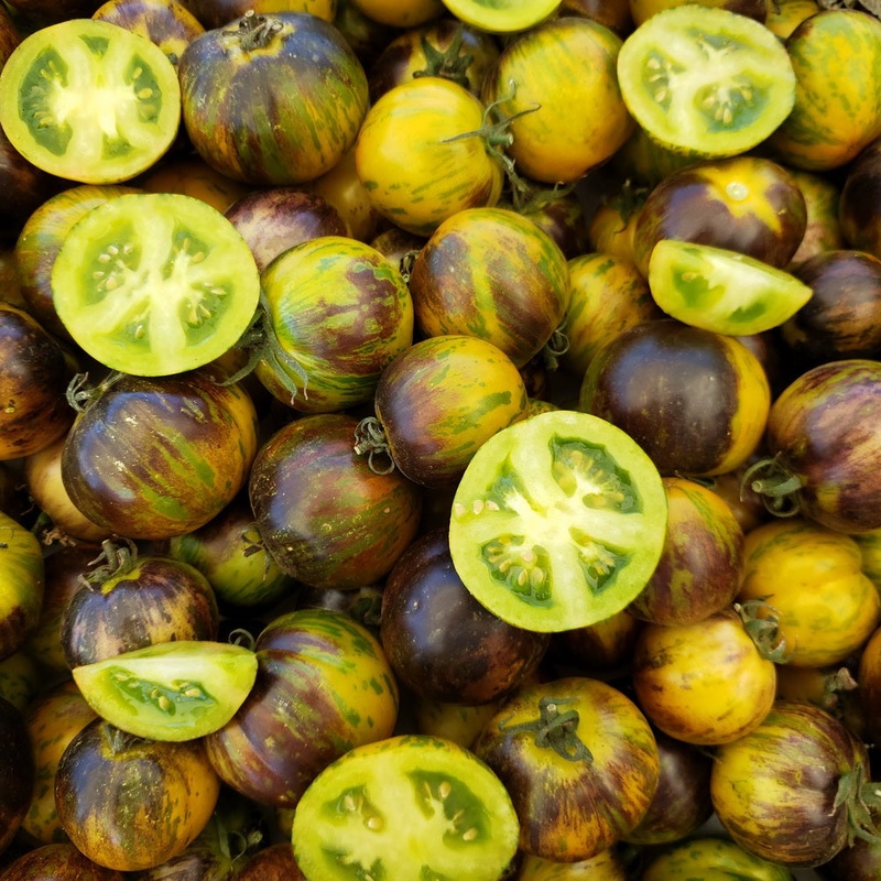TOMATO ‘Kryptonite’|4″ square pot