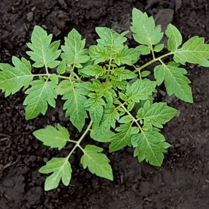 TOMATO ‘Mystery’|1 GALLON pot