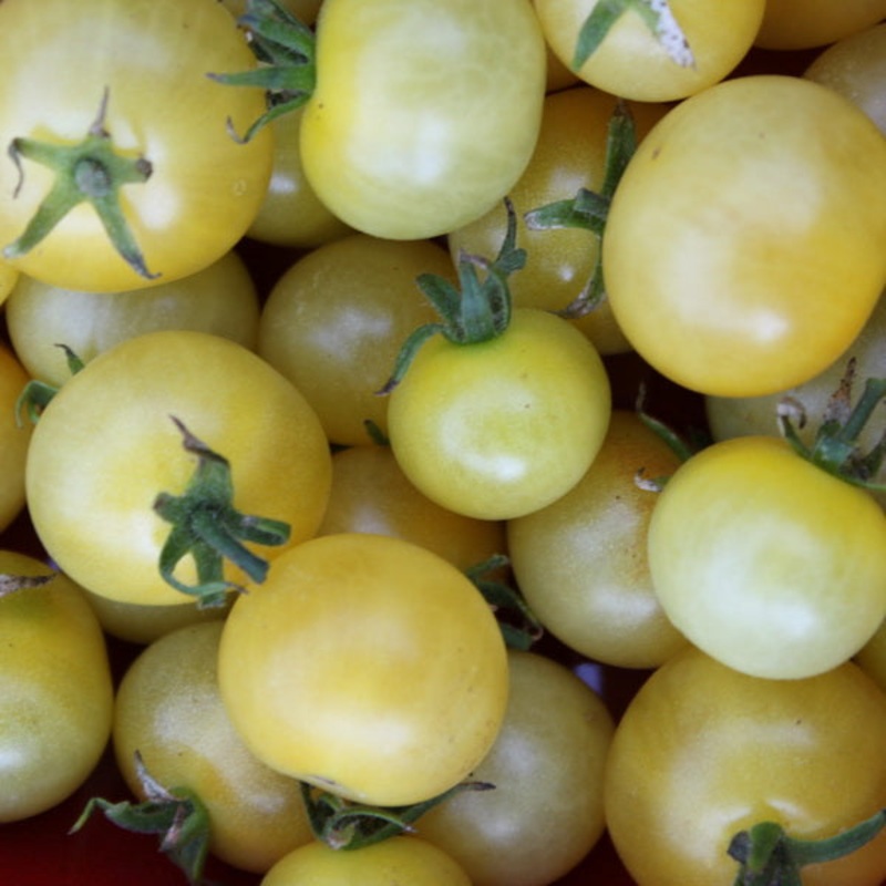TOMATO ‘Napa Chardonnay’|1 GALLON pot