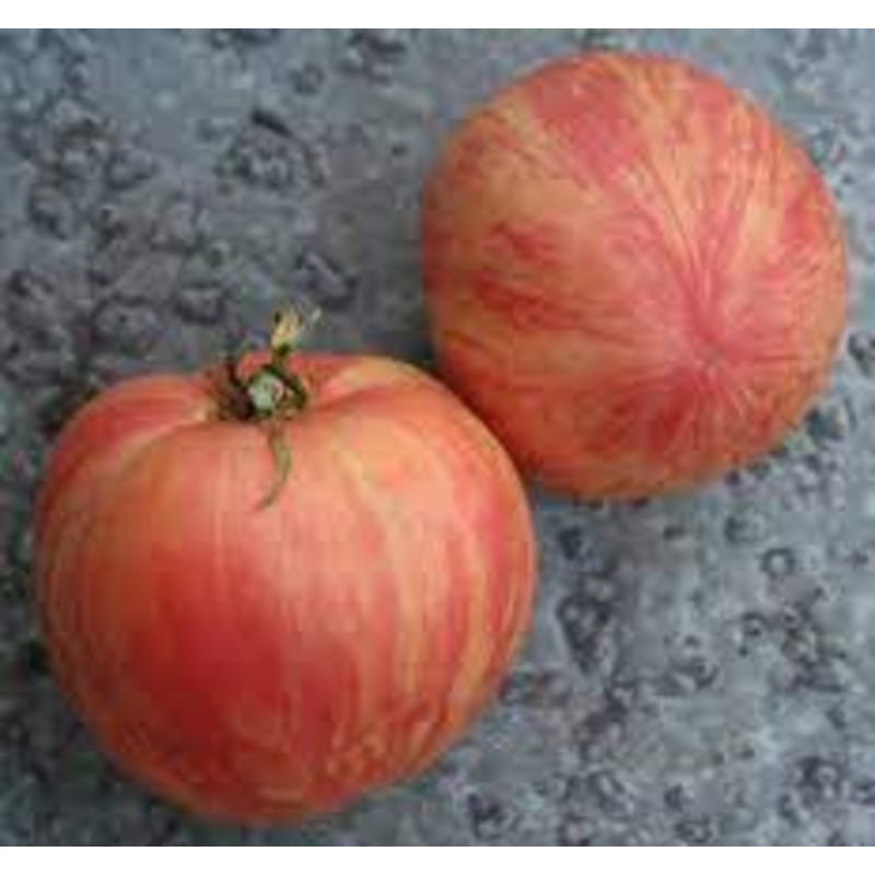 TOMATO ‘Red Furry Boar’|4″ square pot