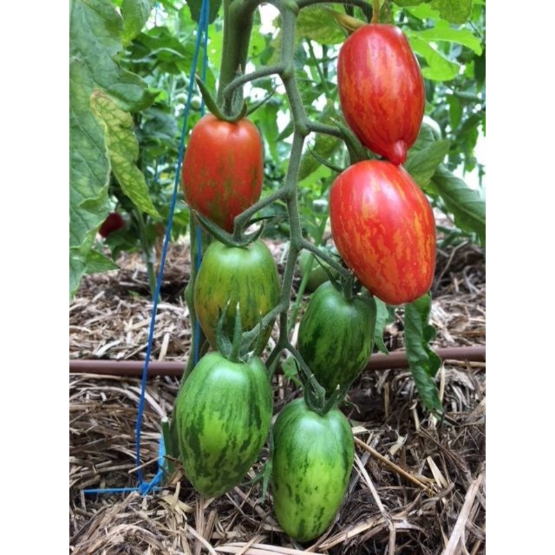 TOMATO ‘Trenton’s Tiger’|4″ square pot
