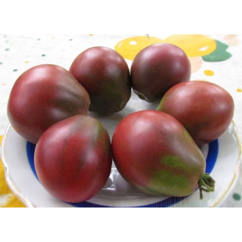 TOMATO ‘Wine Jug’|1 GALLON pot
