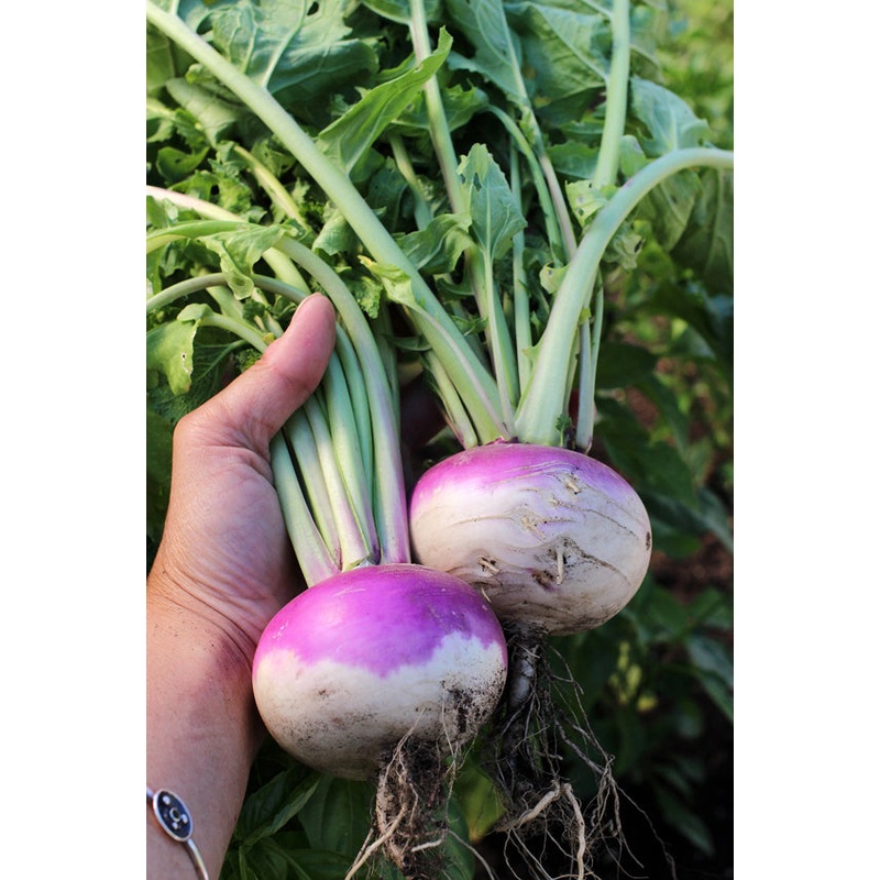TURNIPS ‘Purple Top’|4″ square pot