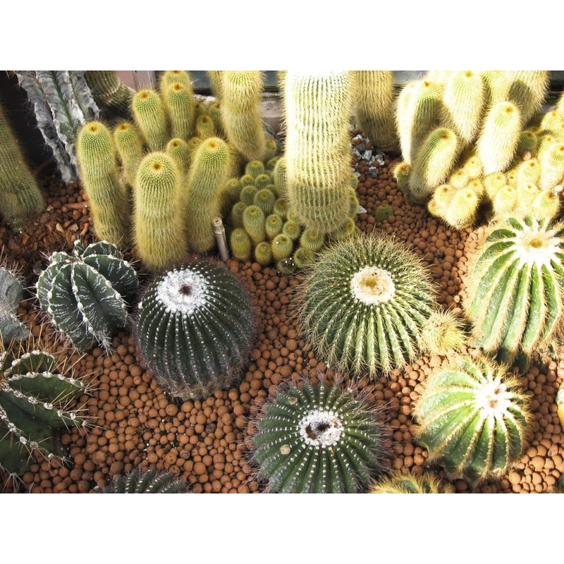 Unknown –Texas Native Endangered Cactus–