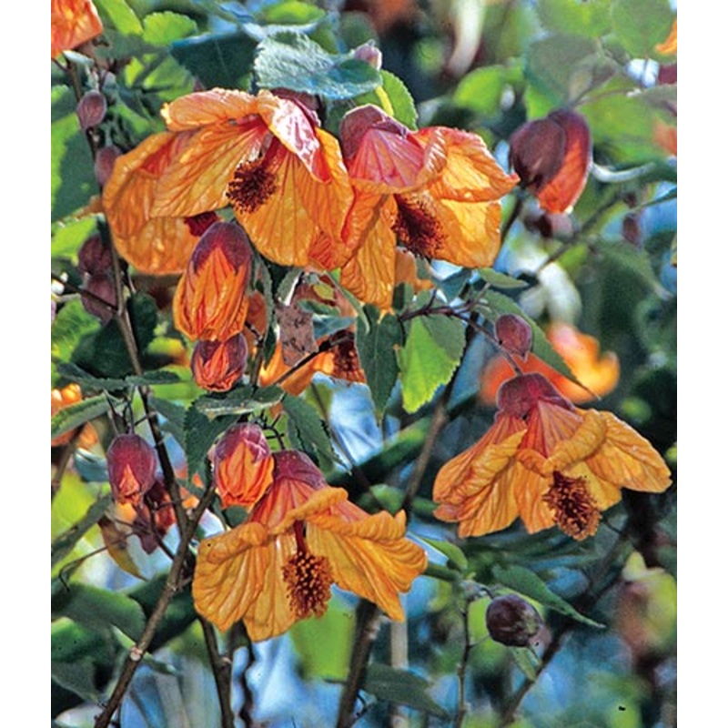 Abutilon –Fool’s Gold Flowering Maple–