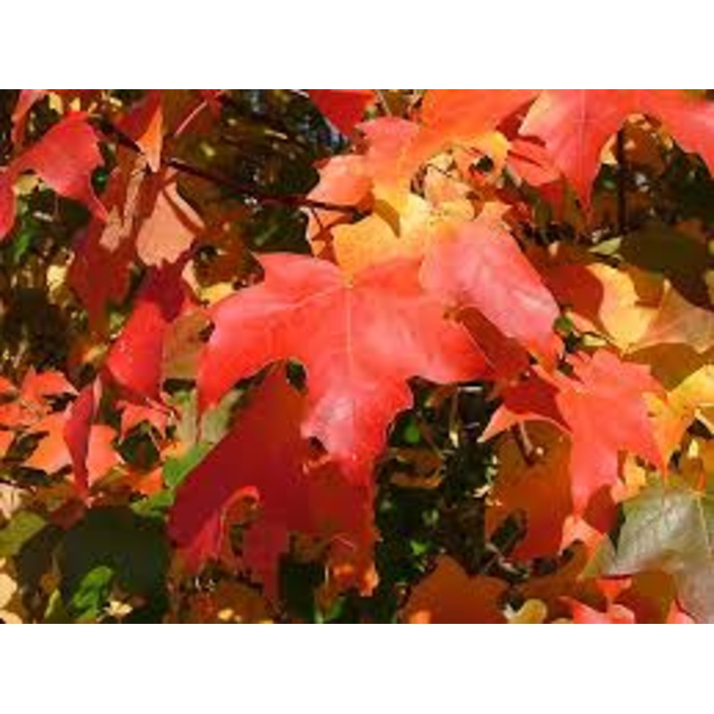 Acer grandidentatum –Bigtooth Maple–