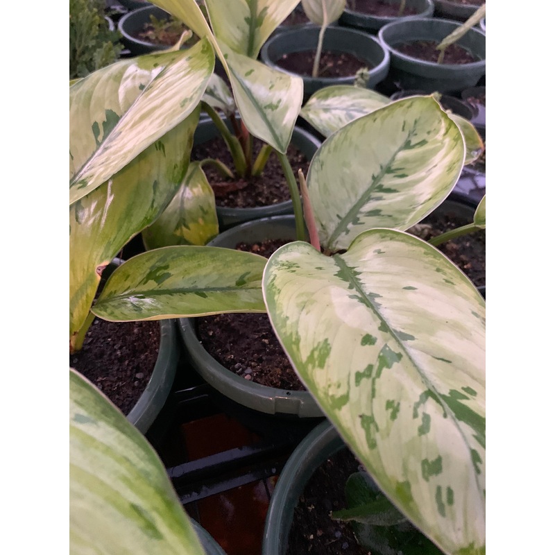 Adelonema wallisii –Selby Homalomena–