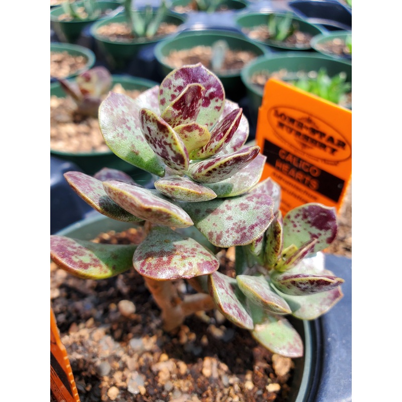 Adromischus maculatus –Calico Hearts–