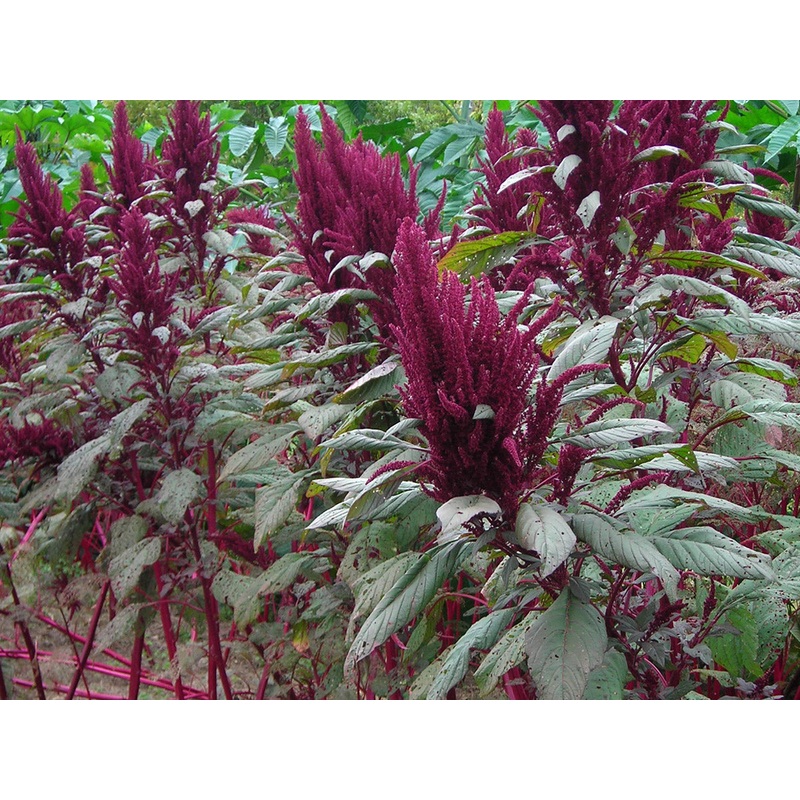 AMARANTH ‘Mayo Indian’|4″ square pot