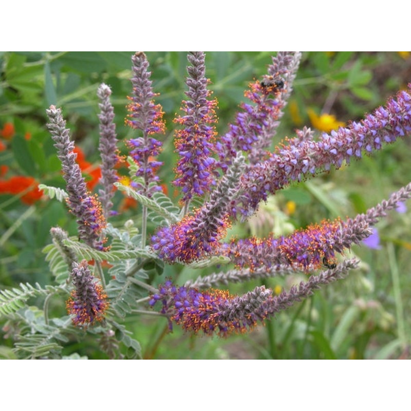 Amorpha canescens –Leadplant–