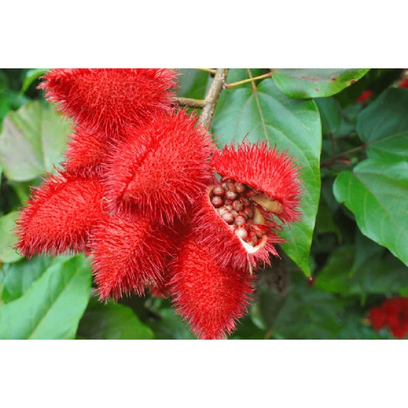 ANNATTO –Bixa orellana–|1 quart round pot