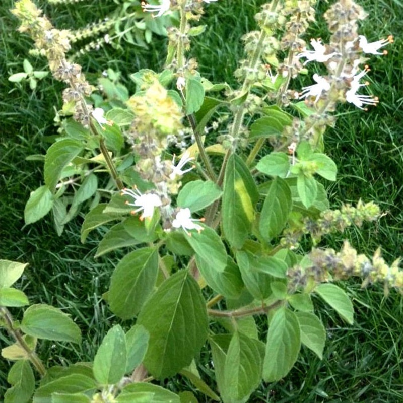 BASIL ‘Camphor’ –Ocimum kilimanscharicum–