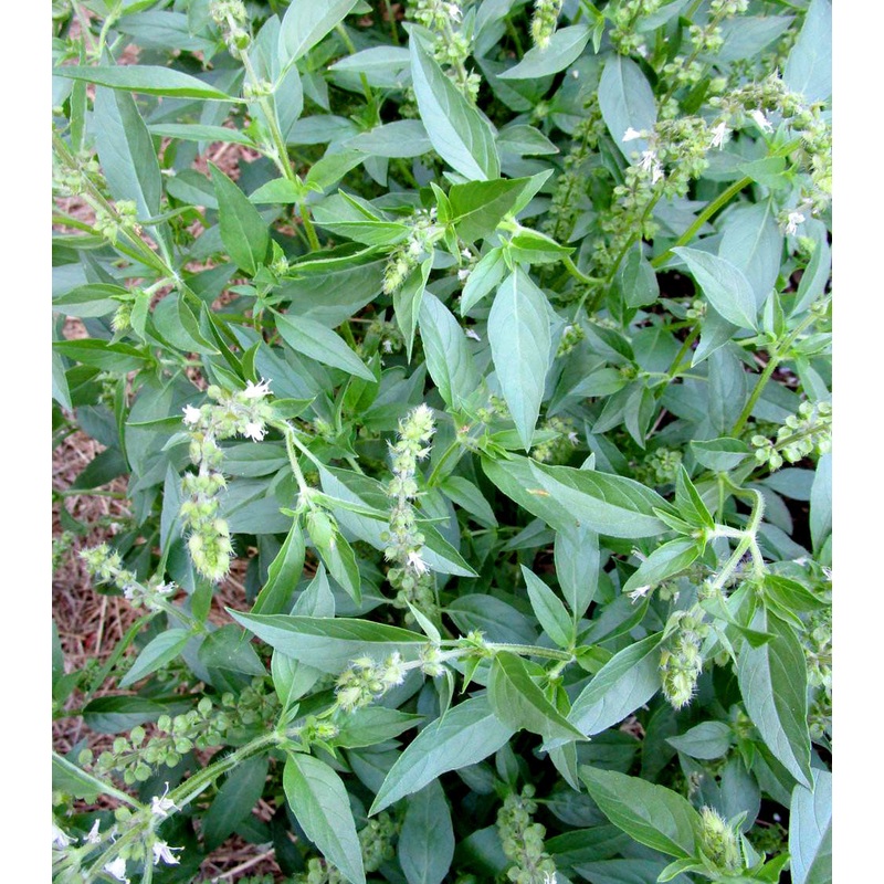 BASIL ‘Malawi Camphor’ –Ocimum canum–