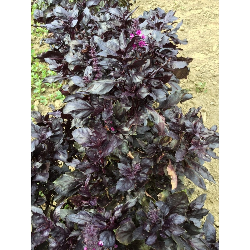 BASIL ‘Round Midnight’ –Ocimum basilicum–