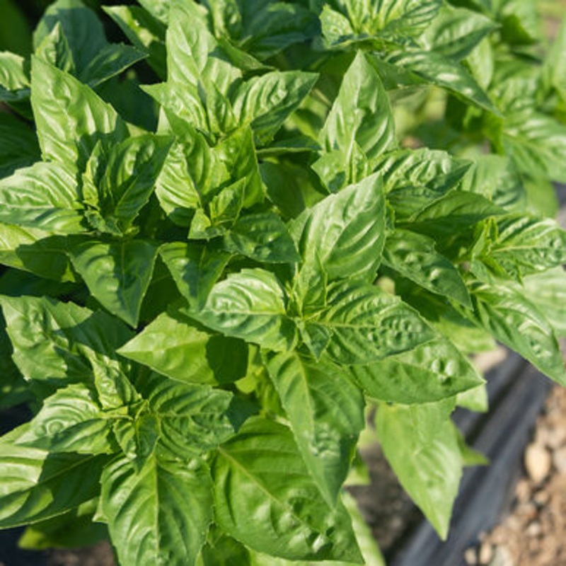 BASIL ‘Rutger’s Obsession’ –Ocimum basilicum–