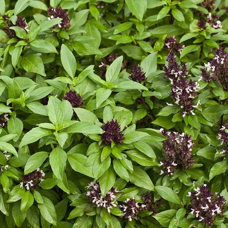 BASIL ‘Siam Queen’ –Ocimum basilicum–