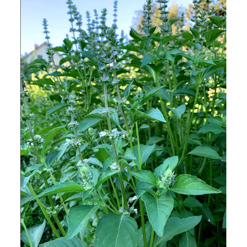 BASIL ‘Sweet Dani Lemon’ –Ocimum basilicum–