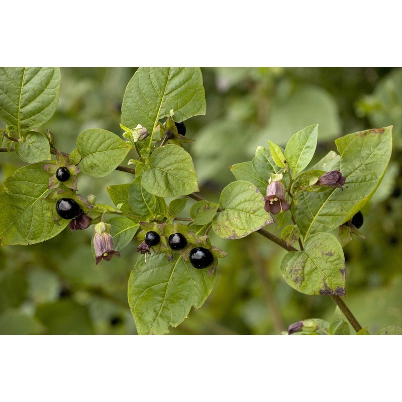 BELLADONNA ‘Official’ –Atropa belladonna–