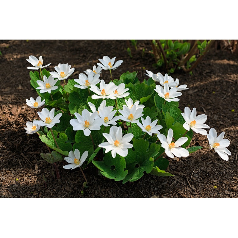 BLOODROOT –Sanguinaria canadensis–